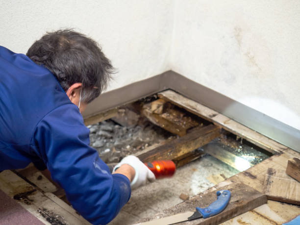 Best Attic Mold Removal  in Rockdale, TX