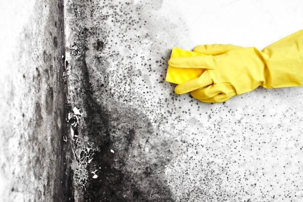 Best Attic Mold Removal  in Rockdale, TX
