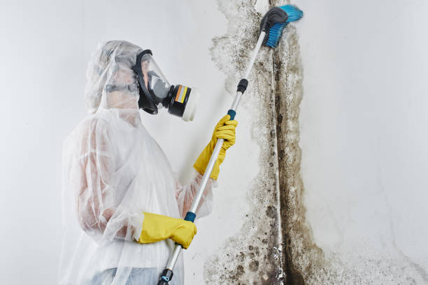 Reliable Rockdale, TX Mold Removal Solutions