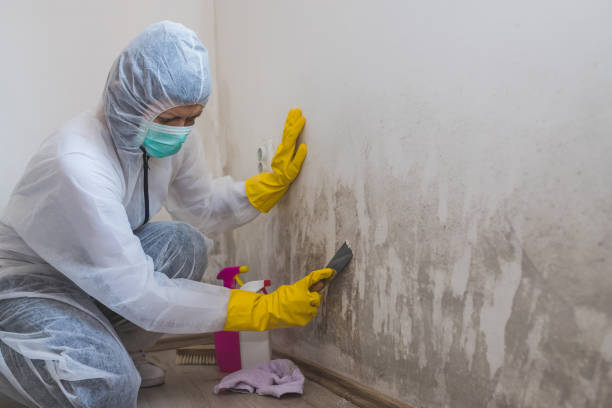 Best Mold Remediation  in Rockdale, TX