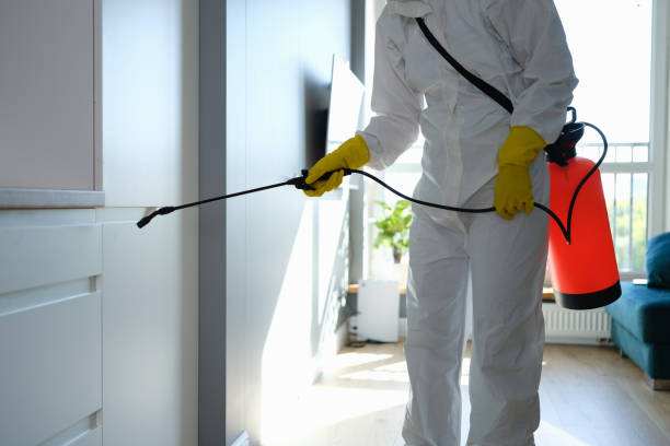 Best Fast Mold Removal  in Rockdale, TX