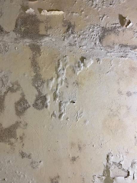 Best Local Mold Removal Service  in Rockdale, TX