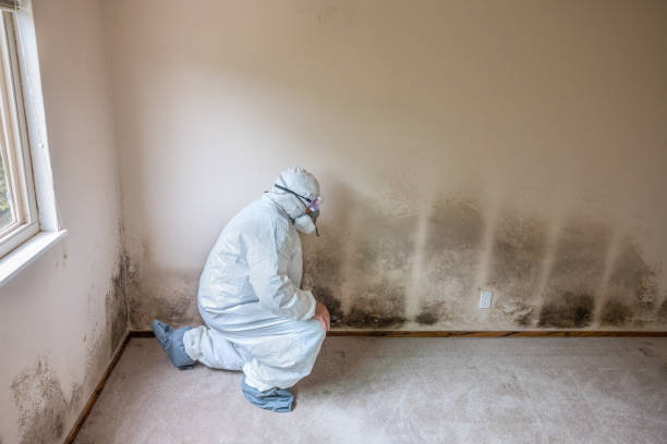 Best Emergency Mold Removal  in Rockdale, TX