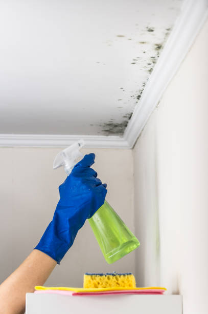 Best Mold Testing  in Rockdale, TX